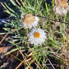 Leucochrysum albicans subsp. tricolor at QPRC LGA - 24 Mar 2024