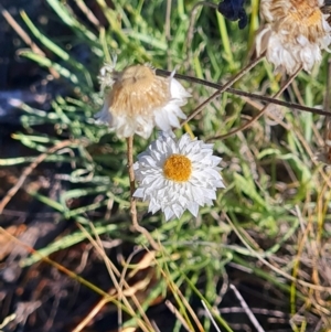 Leucochrysum albicans subsp. tricolor at QPRC LGA - 24 Mar 2024