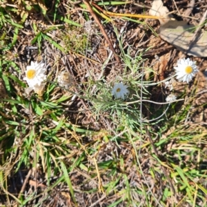 Leucochrysum albicans subsp. tricolor at QPRC LGA - 24 Mar 2024