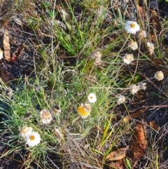 Leucochrysum albicans subsp. tricolor at QPRC LGA - 24 Mar 2024