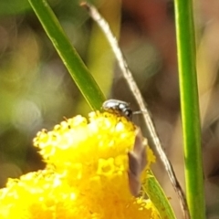 Dasytinae (subfamily) at Mulanggari NR (MUL_11) - 22 Mar 2024