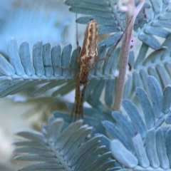 Tetragnatha demissa (Tetragnatha demissa) at Yarralumla, ACT - 24 Mar 2024 by Hejor1