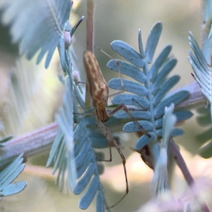 Tetragnatha demissa at Lake Burley Griffin West - 24 Mar 2024