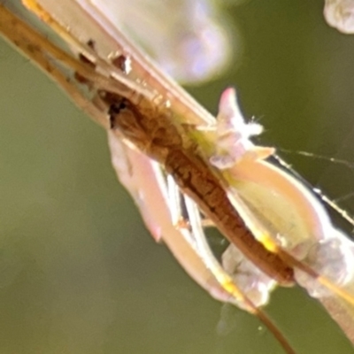 Tetragnatha sp. (genus) (Long-jawed spider) at Yarralumla, ACT - 24 Mar 2024 by Hejor1