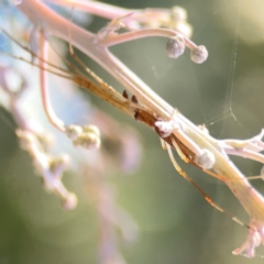 Tetragnatha sp. (genus) at Lake Burley Griffin West - 24 Mar 2024