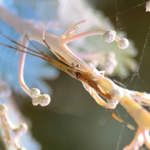 Tetragnatha sp. (genus) at Lake Burley Griffin West - 24 Mar 2024