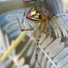 Theridion pyramidale (Tangle-web spider) at Yarralumla, ACT - 24 Mar 2024 by Hejor1