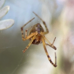 Theridion pyramidale at Lake Burley Griffin West - 24 Mar 2024