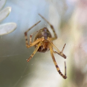 Theridion pyramidale at Lake Burley Griffin West - 24 Mar 2024