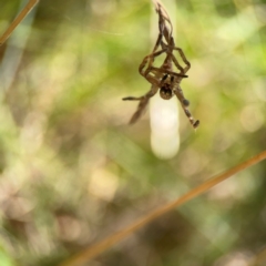 Sparassidae (family) (A Huntsman Spider) at Yarralumla, ACT - 24 Mar 2024 by Hejor1