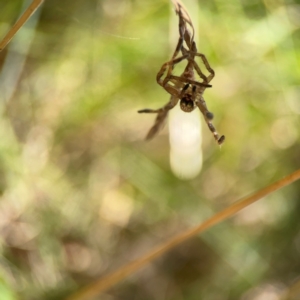 Sparassidae (family) at Lake Burley Griffin West - 24 Mar 2024