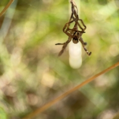 Sparassidae (family) at Lake Burley Griffin West - 24 Mar 2024 01:56 PM