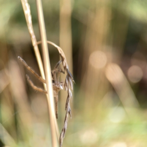 Sparassidae (family) at Lake Burley Griffin West - 24 Mar 2024