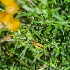 Lema (Quasilema) daturaphila (Three-lined potato beetle) at Bungendore, NSW - 24 Mar 2024 by clarehoneydove