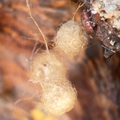 Australomimetus sp. (genus) (Unidentified Pirate spider) at Lake Burley Griffin West - 24 Mar 2024 by Hejor1