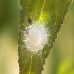 Unverified at suppressed - suppressed