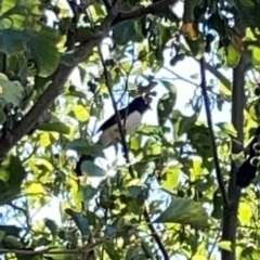 Rhipidura leucophrys (Willie Wagtail) at Yarralumla, ACT - 24 Mar 2024 by Hejor1