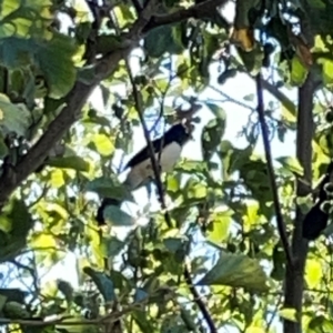 Rhipidura leucophrys at Lake Burley Griffin West - 24 Mar 2024