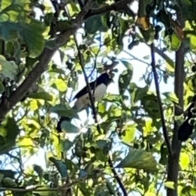 Rhipidura leucophrys (Willie Wagtail) at Lake Burley Griffin West - 24 Mar 2024 by Hejor1