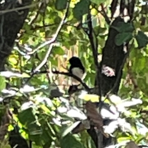 Rhipidura leucophrys at Lake Burley Griffin West - 24 Mar 2024