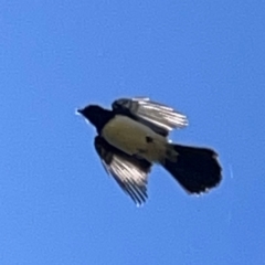 Rhipidura leucophrys at Lake Burley Griffin West - 24 Mar 2024