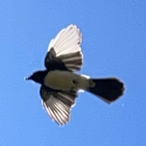 Rhipidura leucophrys at Lake Burley Griffin West - 24 Mar 2024 01:18 PM