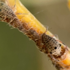 Tuberolachnus salignus at Lake Burley Griffin West - 24 Mar 2024