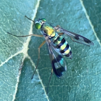 Austrosciapus sp. (genus) (Long-legged fly) at Yarralumla, ACT - 24 Mar 2024 by Hejor1