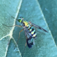 Austrosciapus sp. (genus) at Lake Burley Griffin West - 24 Mar 2024 01:23 PM