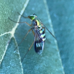 Austrosciapus sp. (genus) at Lake Burley Griffin West - 24 Mar 2024