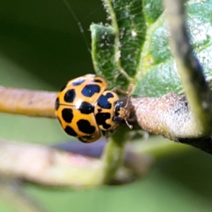 Harmonia conformis at Lake Burley Griffin West - 24 Mar 2024