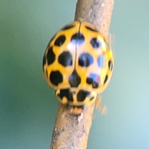 Harmonia conformis at Lake Burley Griffin West - 24 Mar 2024