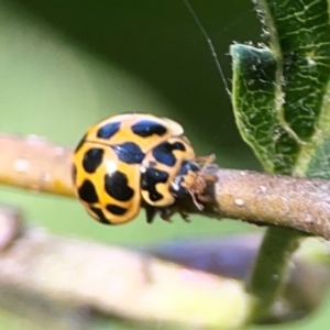 Harmonia conformis at Lake Burley Griffin West - 24 Mar 2024