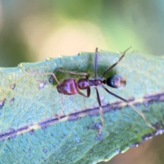 Iridomyrmex purpureus (Meat Ant) at Yarralumla, ACT - 24 Mar 2024 by Hejor1