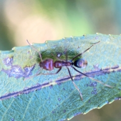 Iridomyrmex purpureus at Lake Burley Griffin West - 24 Mar 2024