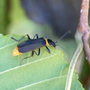 Chauliognathus lugubris at Lake Burley Griffin West - 24 Mar 2024