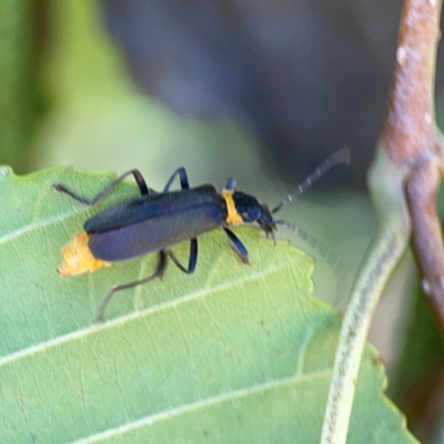 Chauliognathus lugubris (Plague Soldier Beetle) at Yarralumla, ACT - 24 Mar 2024 by Hejor1