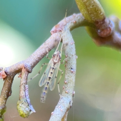 Chironomidae (family) (Non-biting Midge) at Yarralumla, ACT - 24 Mar 2024 by Hejor1