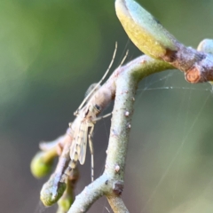 Chironomidae (family) at Lake Burley Griffin West - 24 Mar 2024