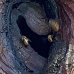 Apis mellifera (European honey bee) at Yarralumla, ACT - 24 Mar 2024 by Hejor1