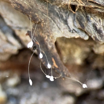 Neuroptera (order) (Unidentified lacewing) at Yarralumla, ACT - 24 Mar 2024 by Hejor1