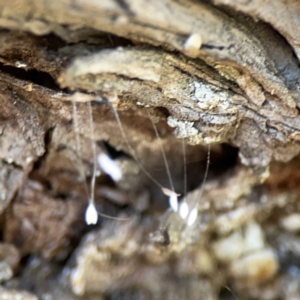 Neuroptera (order) at Lake Burley Griffin West - 24 Mar 2024