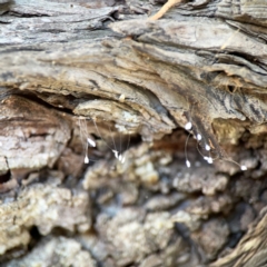 Neuroptera (order) at Lake Burley Griffin West - 24 Mar 2024