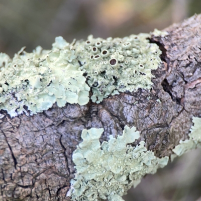 Flavoparmelia sp. (Flavoparmelia Lichen) at Yarralumla, ACT - 24 Mar 2024 by Hejor1