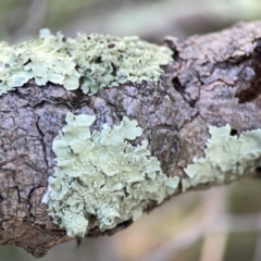 Flavoparmelia sp. at Lake Burley Griffin West - 24 Mar 2024