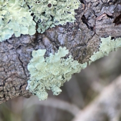 Flavoparmelia sp. at Lake Burley Griffin West - 24 Mar 2024