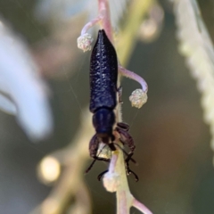 Rhinotia sp. (genus) (Unidentified Rhinotia weevil) at Yarralumla, ACT - 24 Mar 2024 by Hejor1