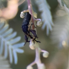 Rhinotia sp. (genus) at Lake Burley Griffin West - 24 Mar 2024 02:07 PM