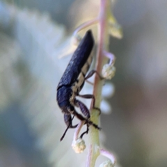 Rhinotia sp. (genus) at Lake Burley Griffin West - 24 Mar 2024 02:07 PM