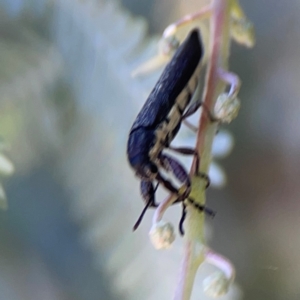 Rhinotia sp. (genus) at Lake Burley Griffin West - 24 Mar 2024 02:07 PM